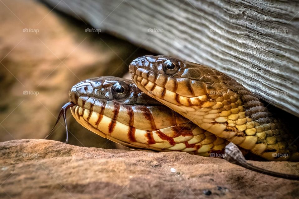 A pair of Northern Water Snakes (Nerodia sipedon) thinking about coming out to sun on the rocks. Raleigh, North Carolina. 