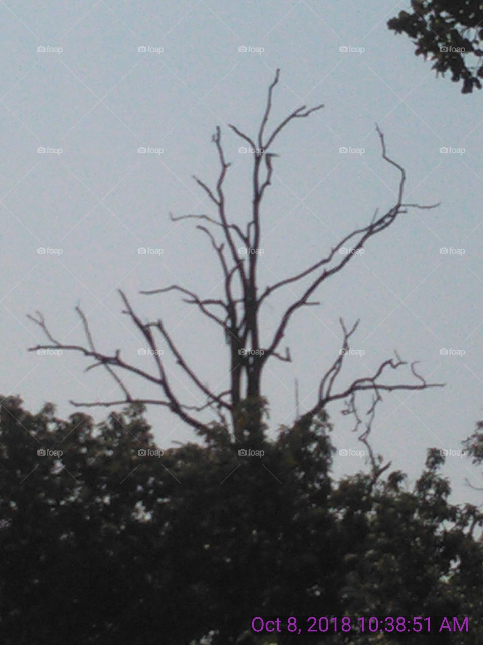 the dryer tree in the forest .