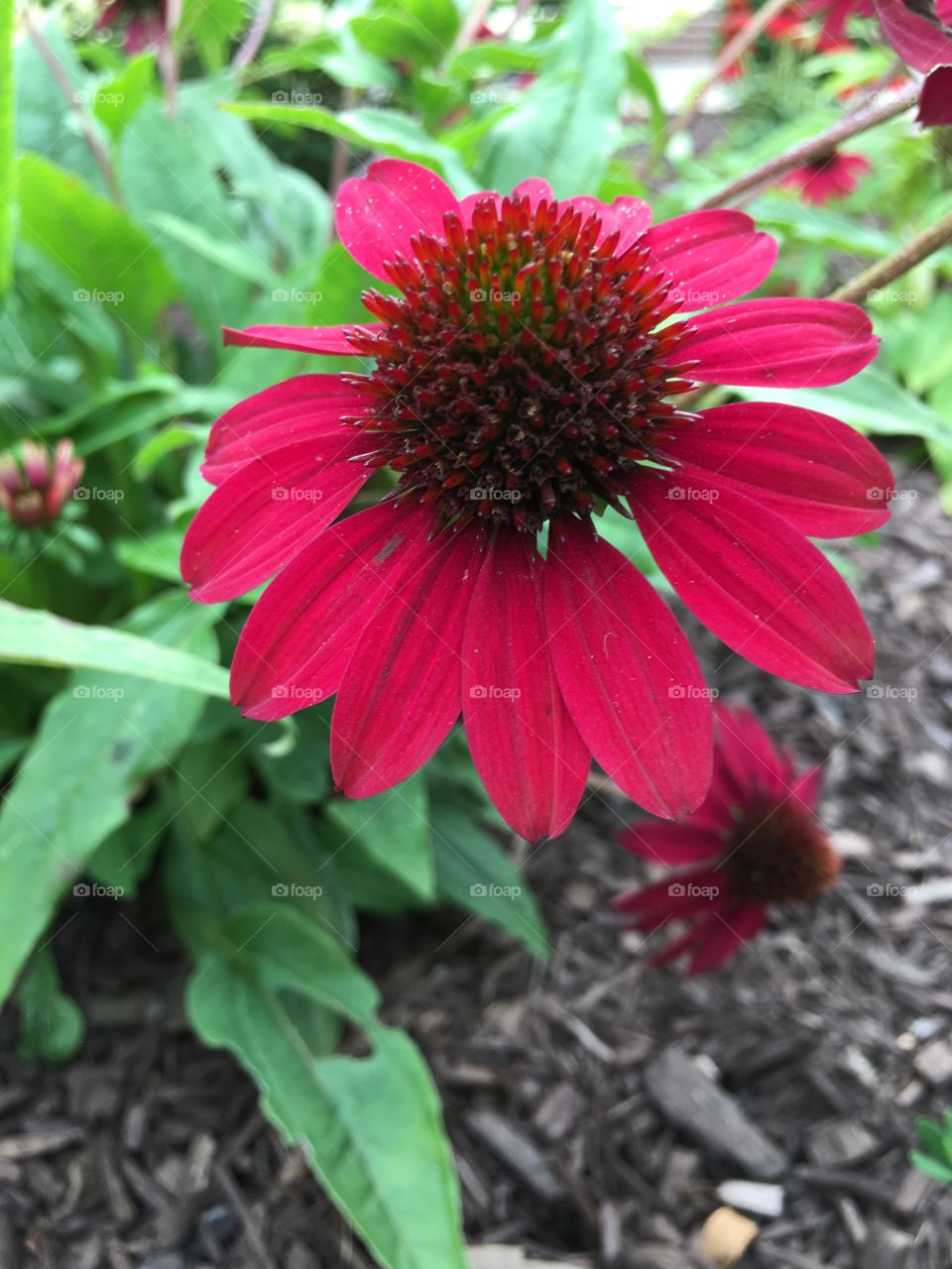 Red cone flower