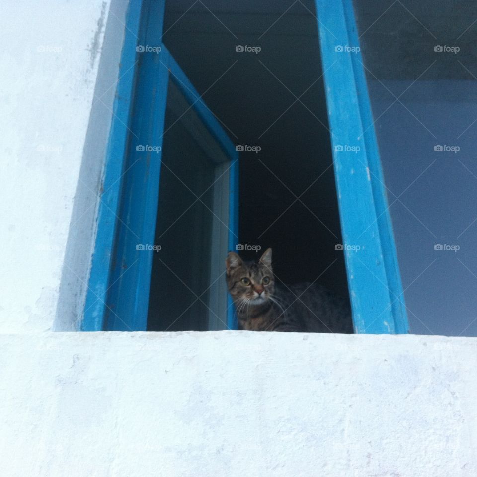 Cat in the window 