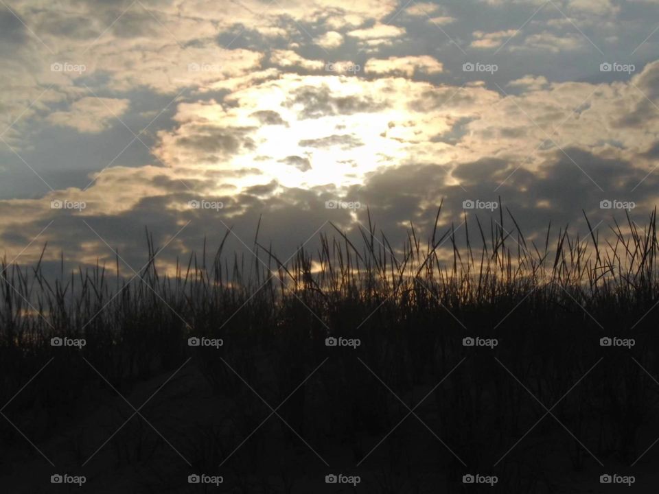 Shore grass and beach sky 