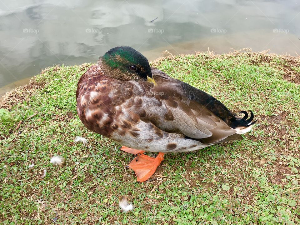 A very shy duckling decided to hide his face under his wings. / Um patinho muito tímido resolveu esconder o rosto debaixo de suas asinhas.