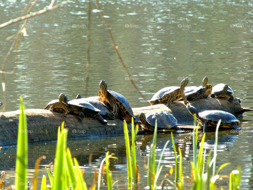turtles in the sunshine