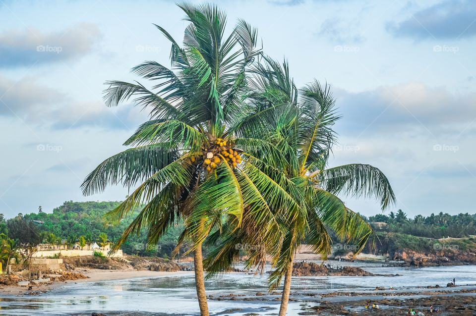 Beach rocks & trees