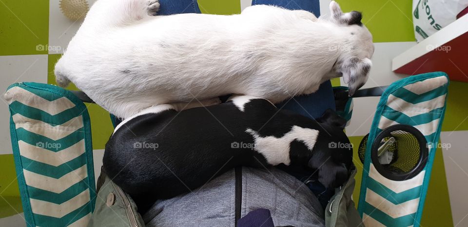 Trapped by the puppies