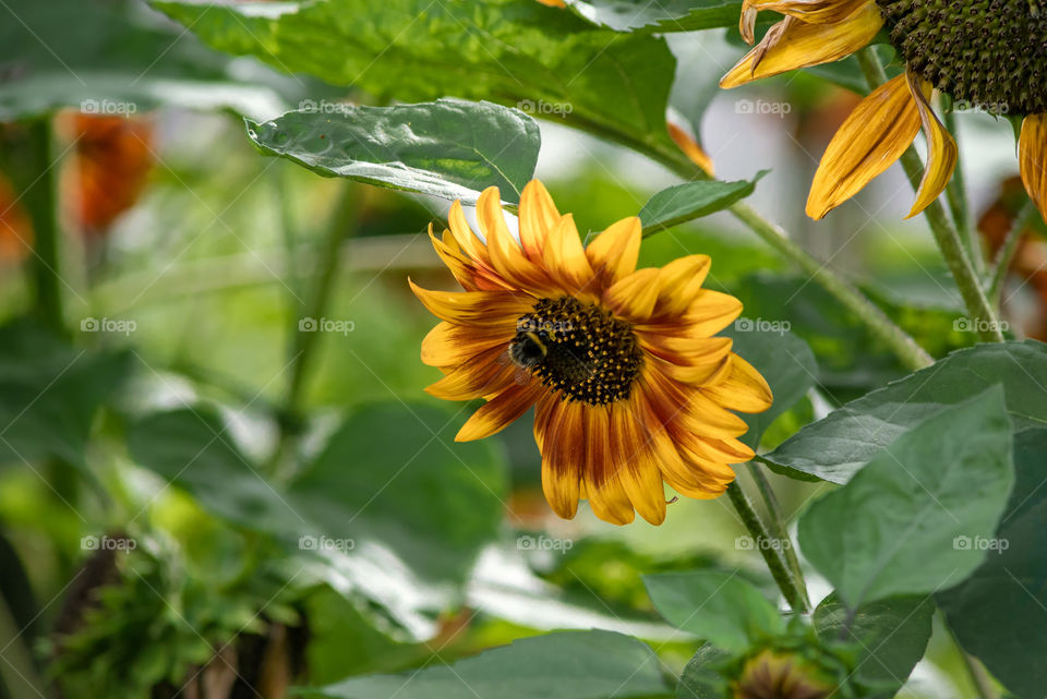 sunflowers bees and bumblebees