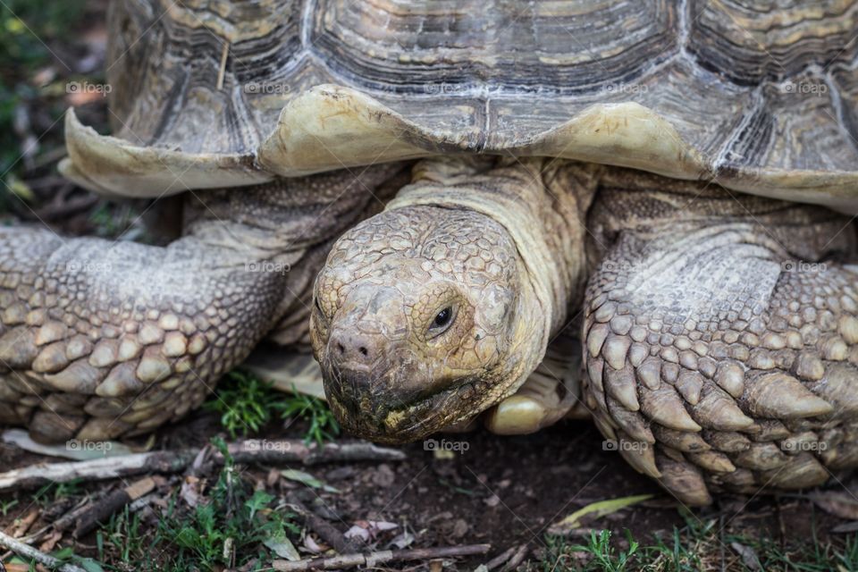 Elevated view of tortoise