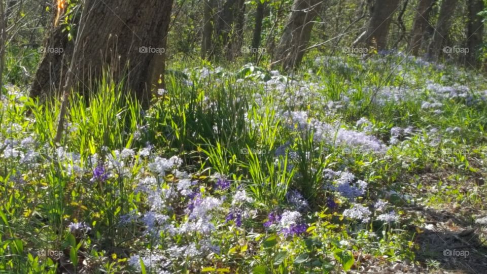 spring wildflowers