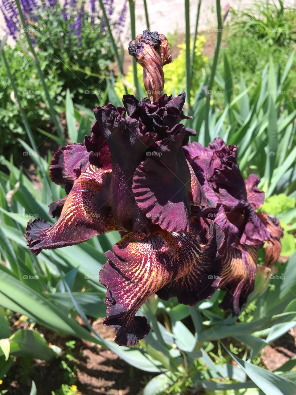 Purple iris