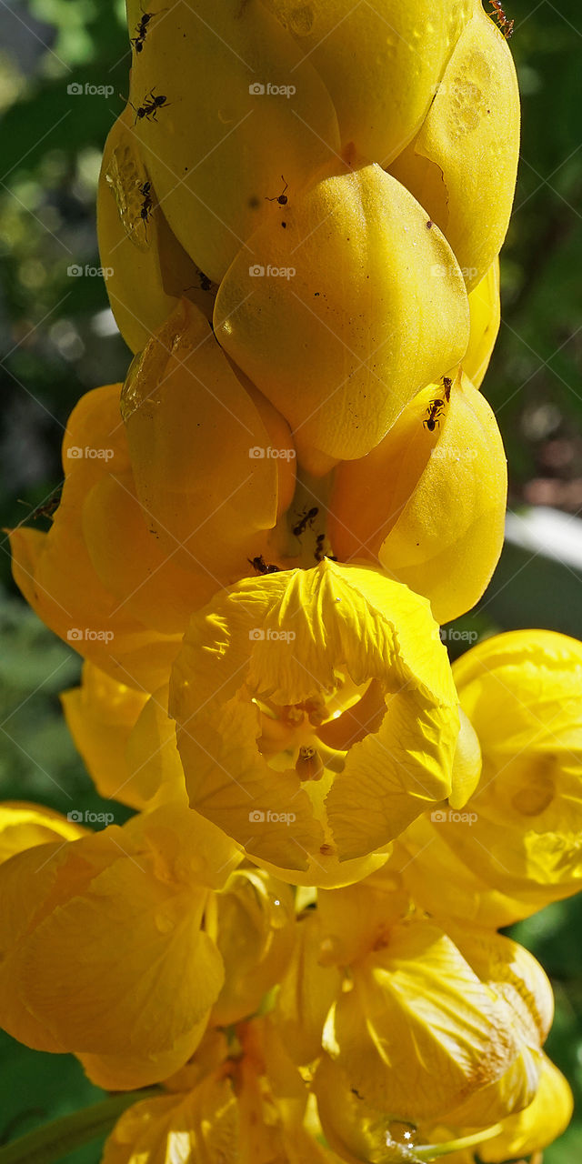 Yellow flower and buds with ants