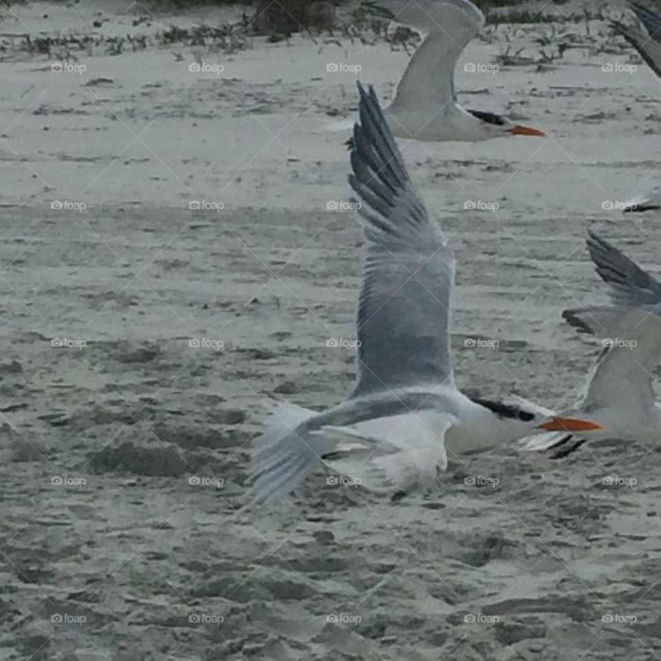 Birds flying on sand 