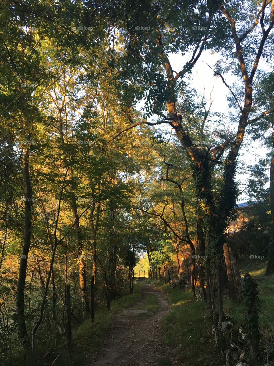 Walking among the trees with evening light