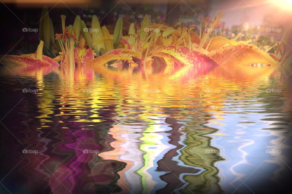 Waterlily reflections