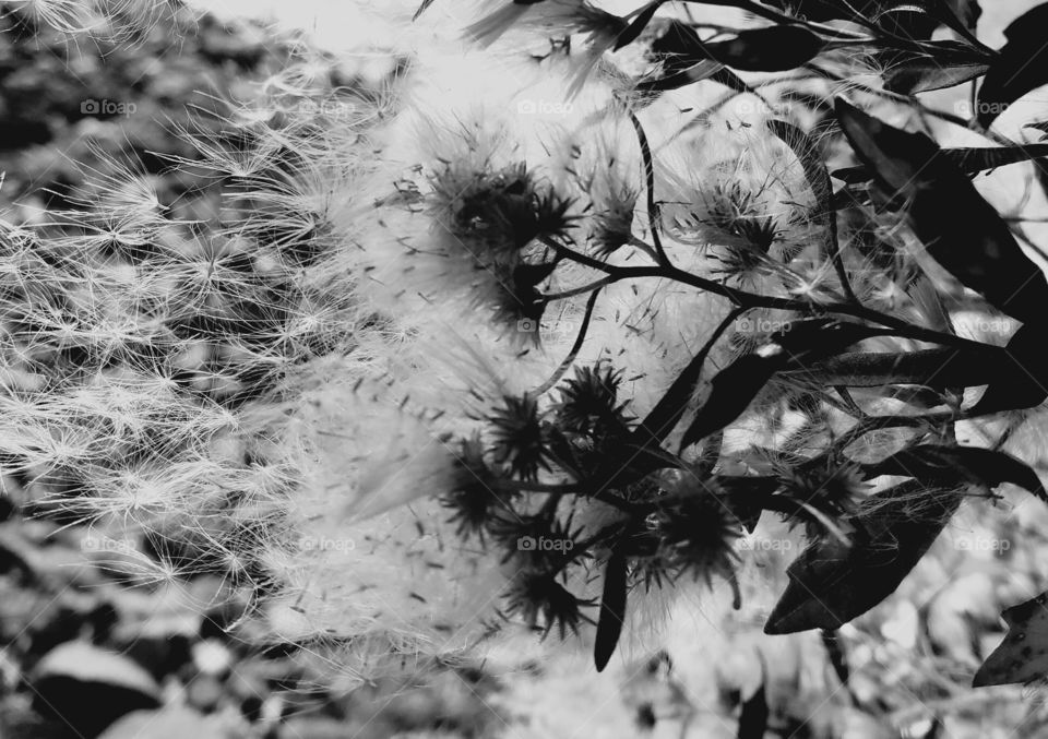 black and white seeds released in the wind