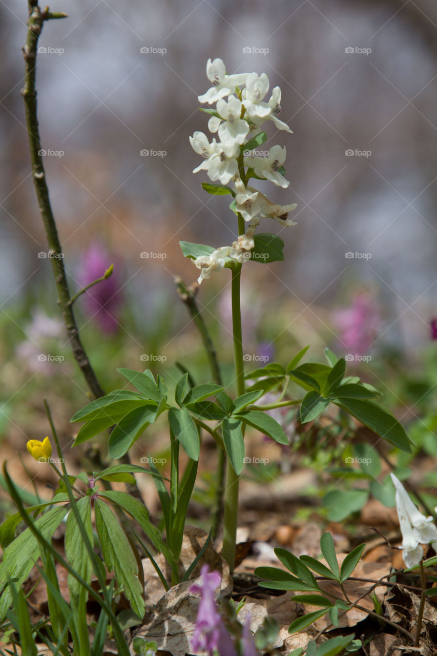 white early spring forest flower