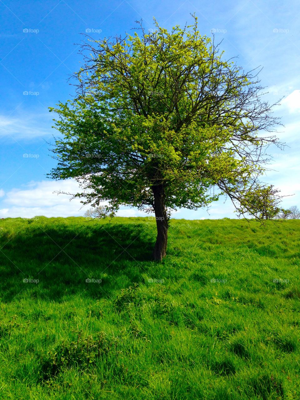 Lone tree. Lone tree in a lush green field and bright blue sky