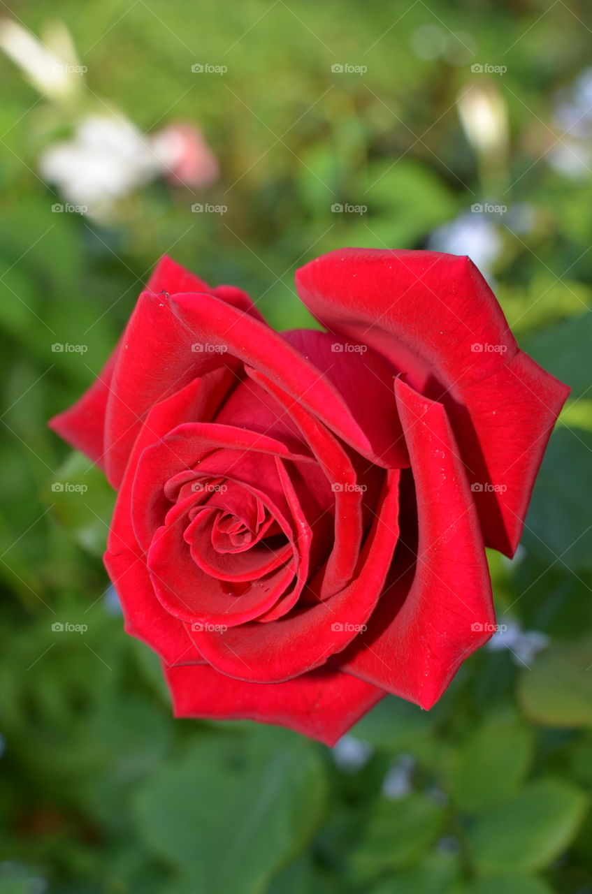 Beautiful roses