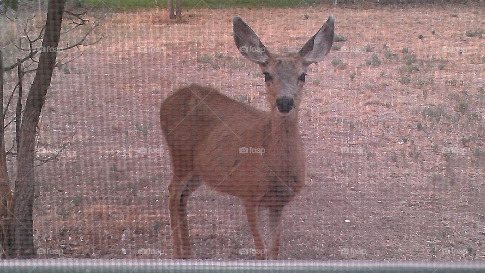 Window deer