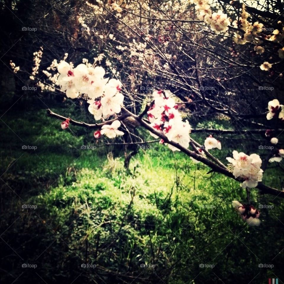 Blossoms