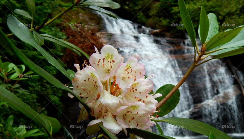 colorful close up of a Mountain Laurel with Upper Helton creek falls in the background