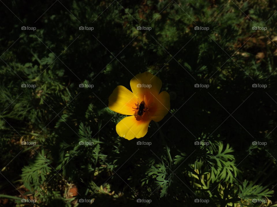 Eschscholzia californica, commonly called California poppy, is the state flower of California.