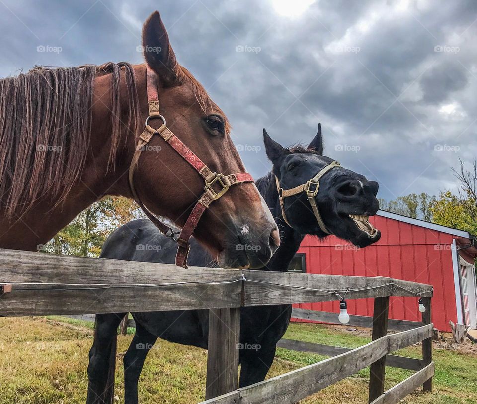 Two horses and a red barn