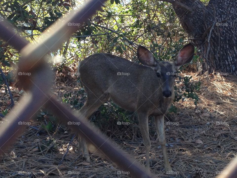 Deer encounter 