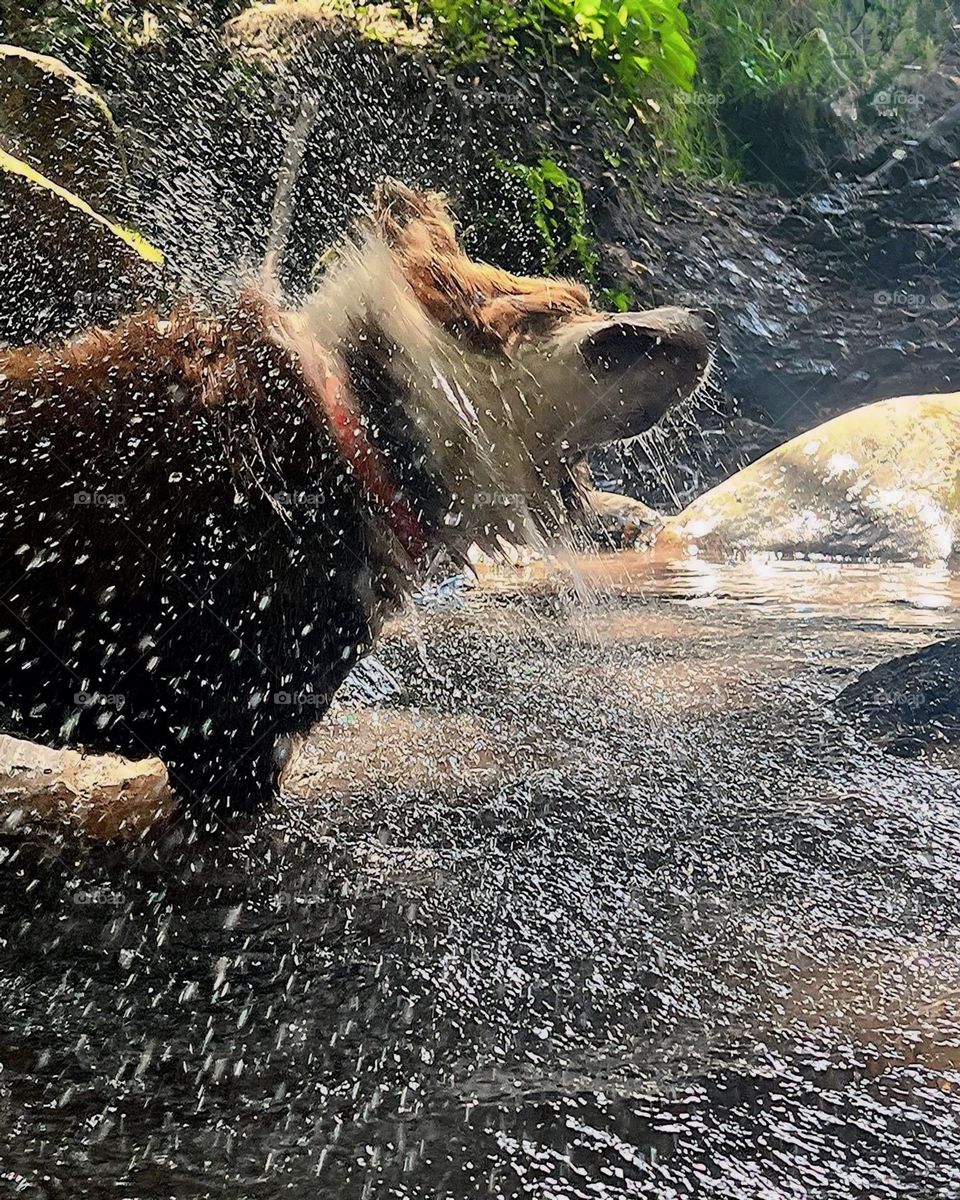 Perro se sacude en el agua 