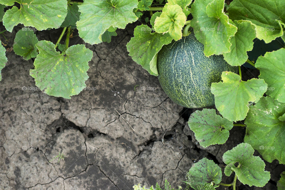 melon in the garden, field view from above