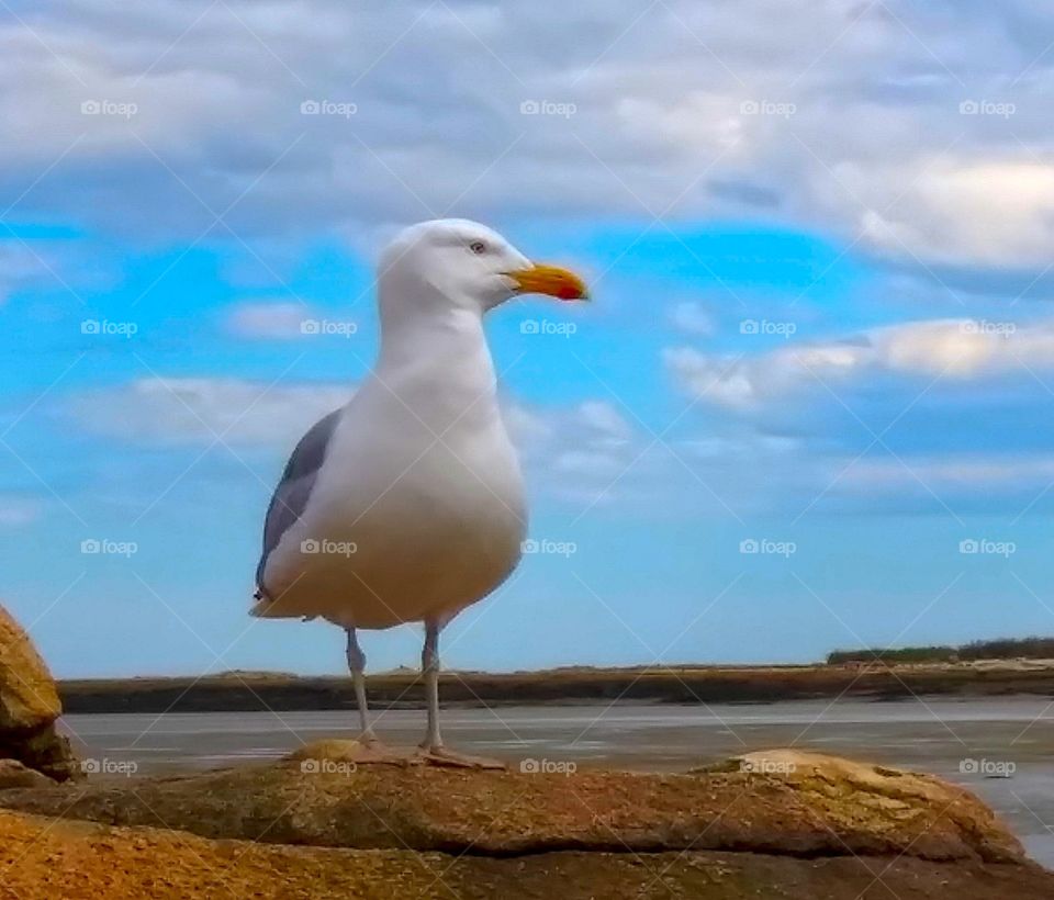 seagull watch