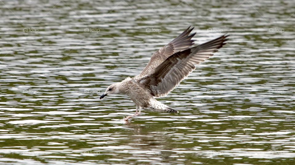 seagull landing on the water