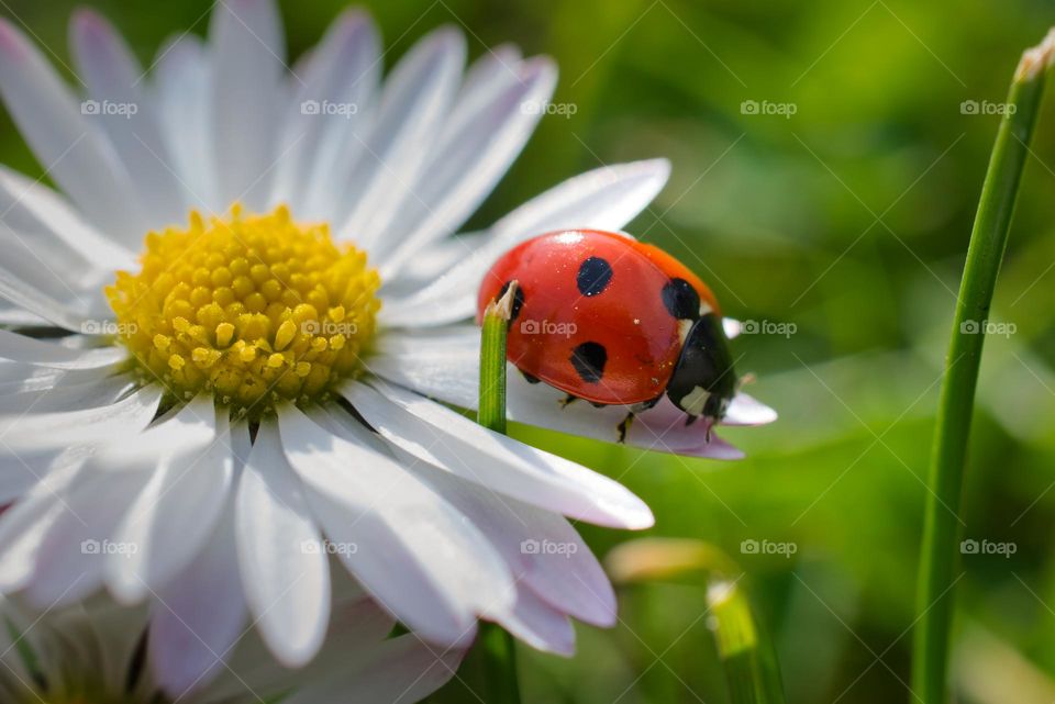 Ladybug on a daisy flower