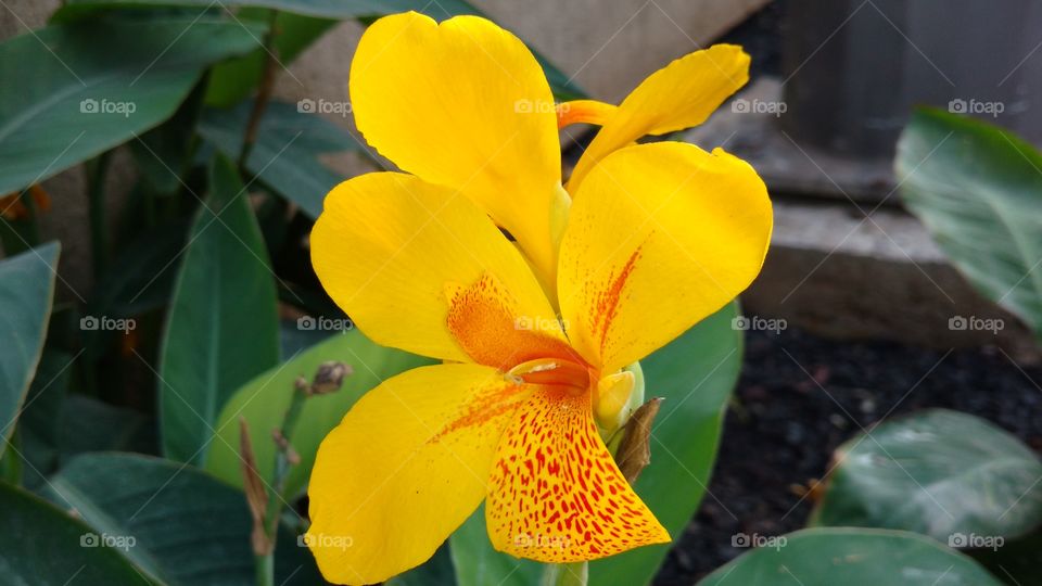 my best click. flower 🌻