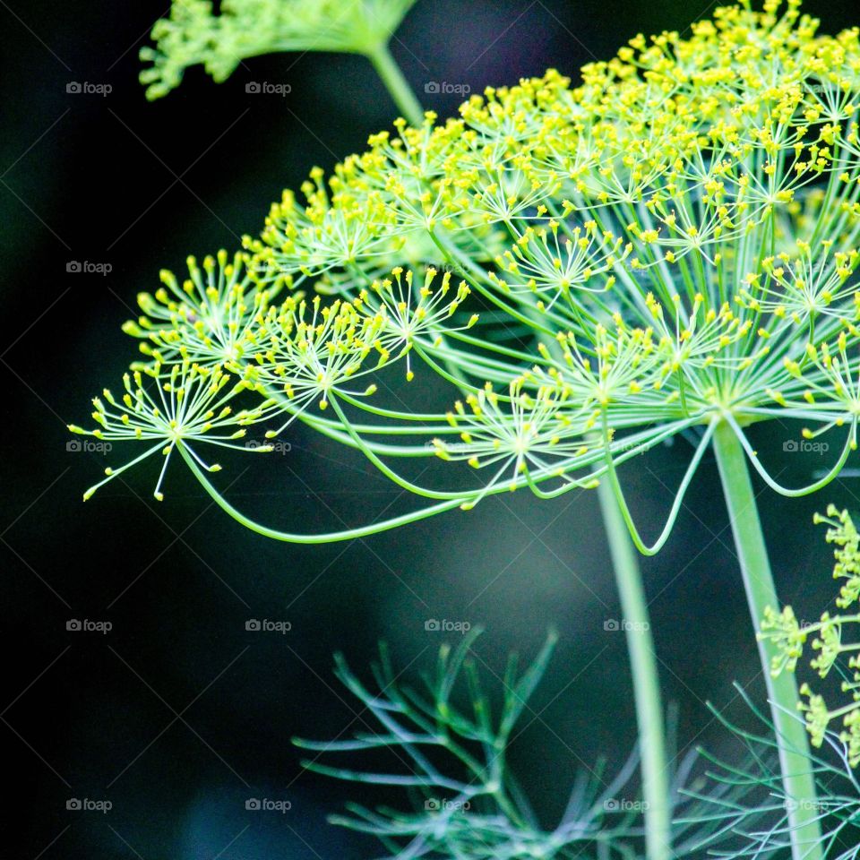 Flowers of a dill plant