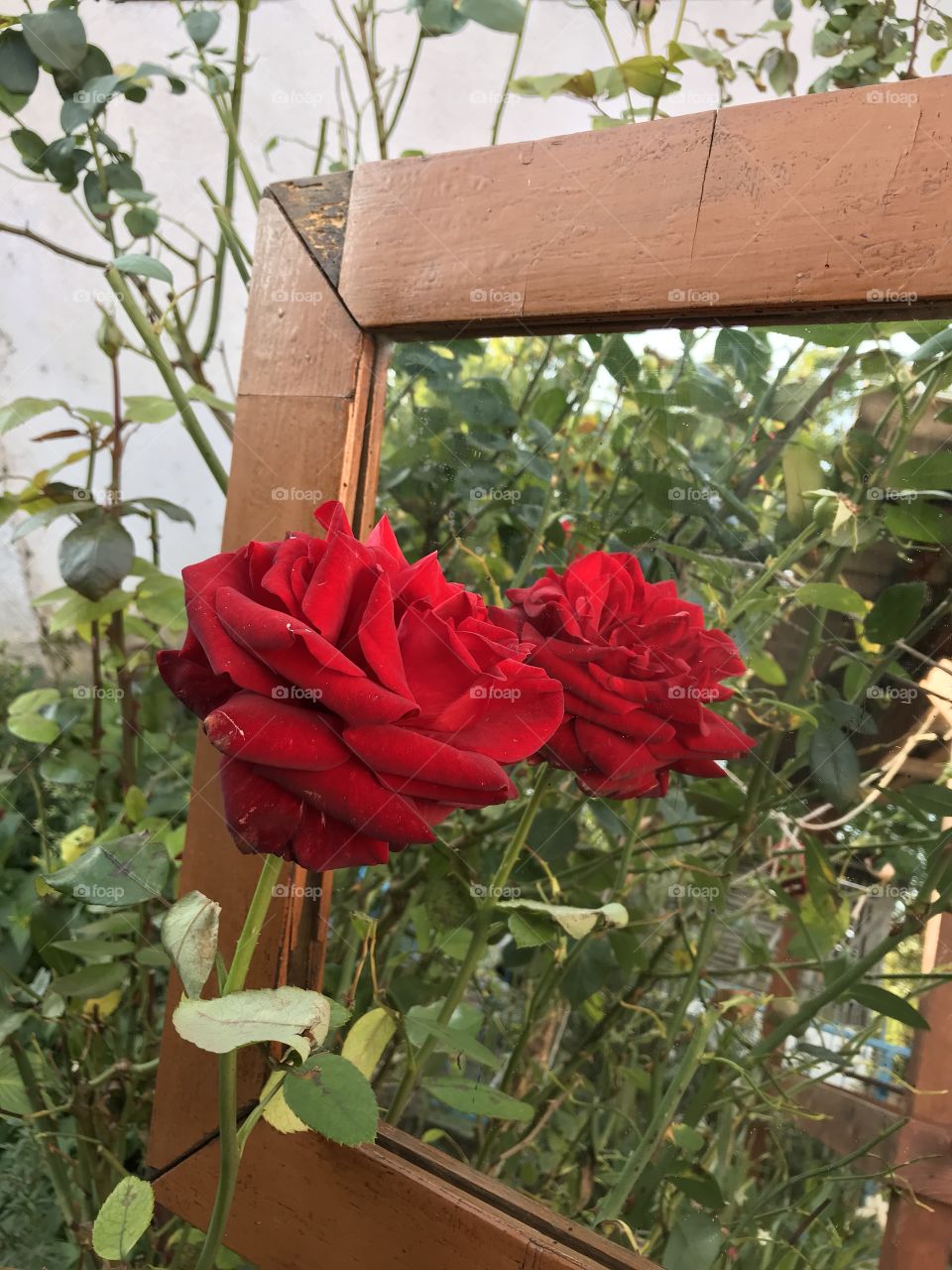 The red rose is reflecting her beauty into the old brown wooden mirror.