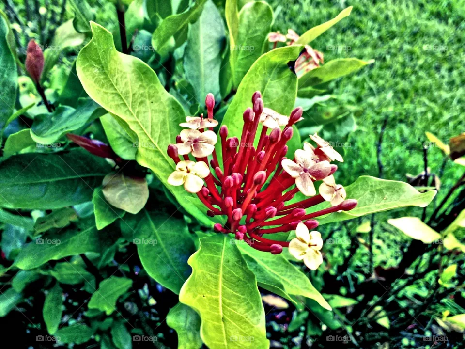 flower