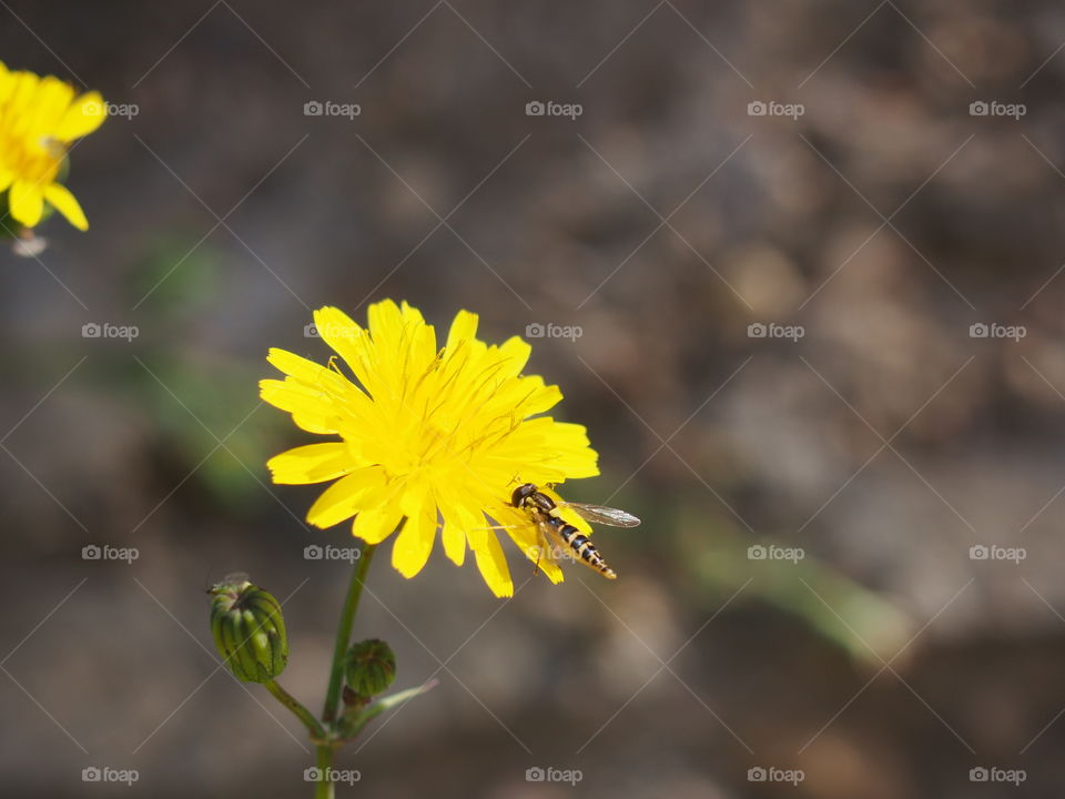 Bee on yellow flower