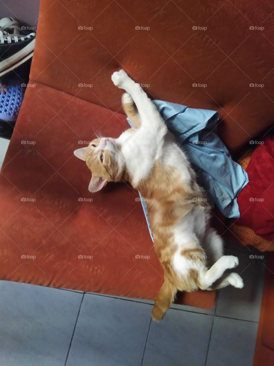 Just a kitty things. My cat named Fluffy just lying there and acting cute. But he's not so nice at all :D