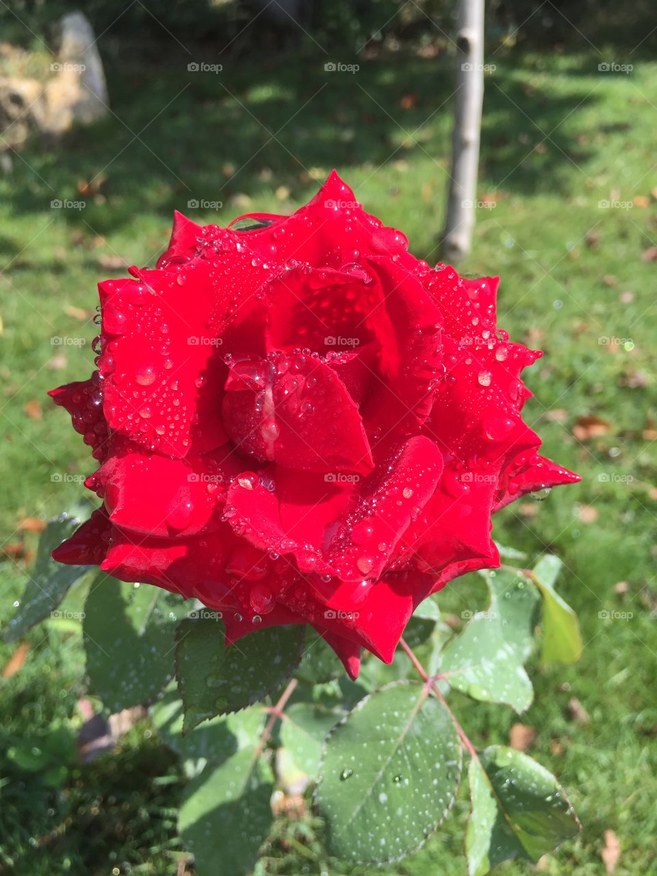 sparkling drops of morning dew on a fragrant Crimean red rose