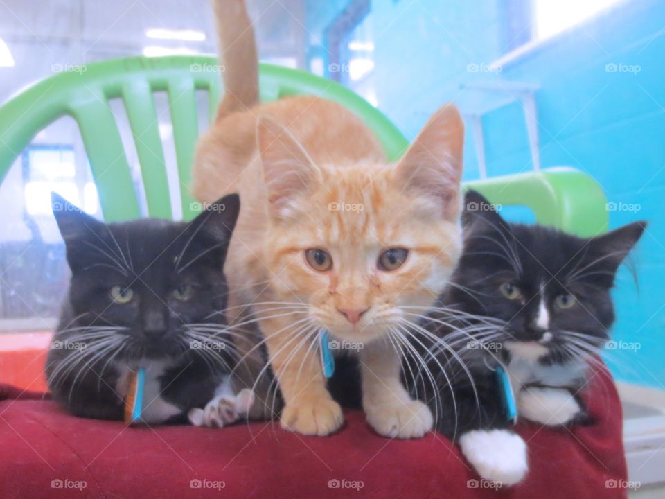 Three kittens 