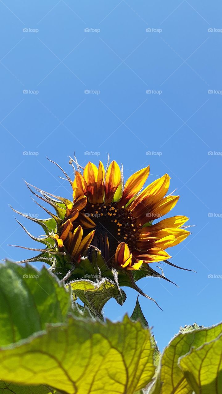 Second Sunny Blooming July 13th 2022