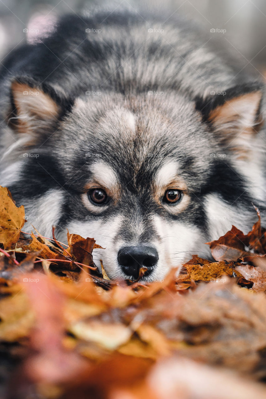 Portrait of a young Finnish Lapphund dog lying down in leaves during autumn or fall season