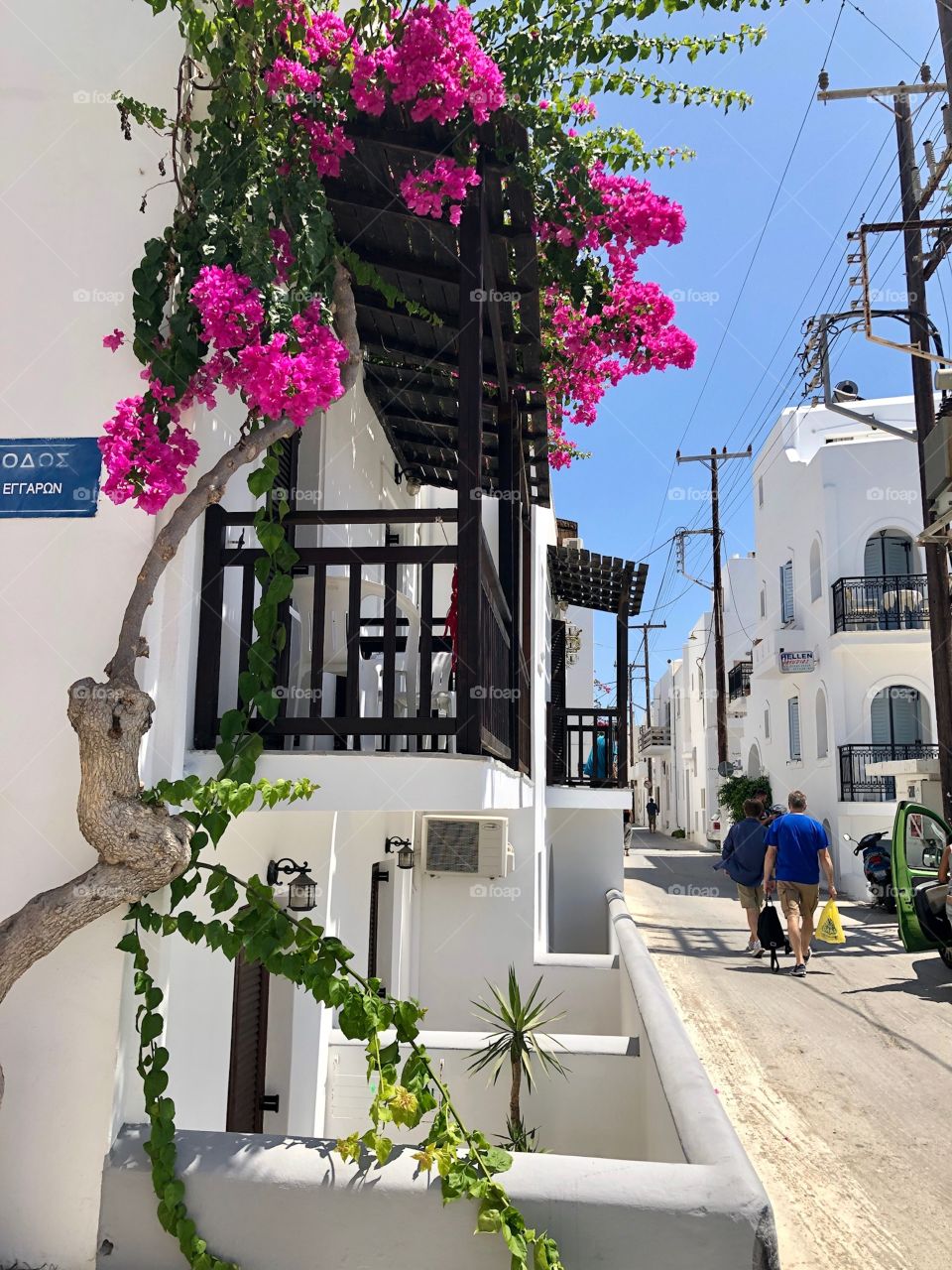 Pink blossoms Bougainvillea tree