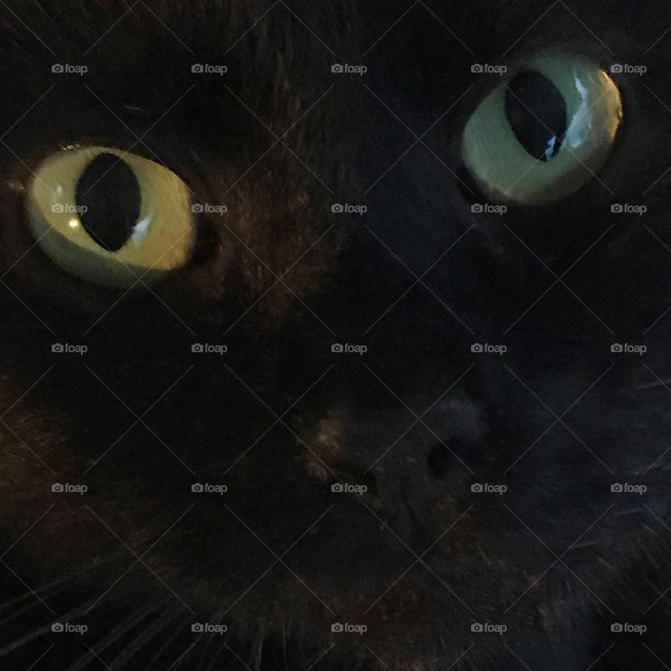 Cat eyes 