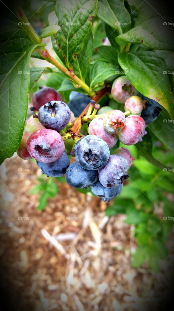 blueberries