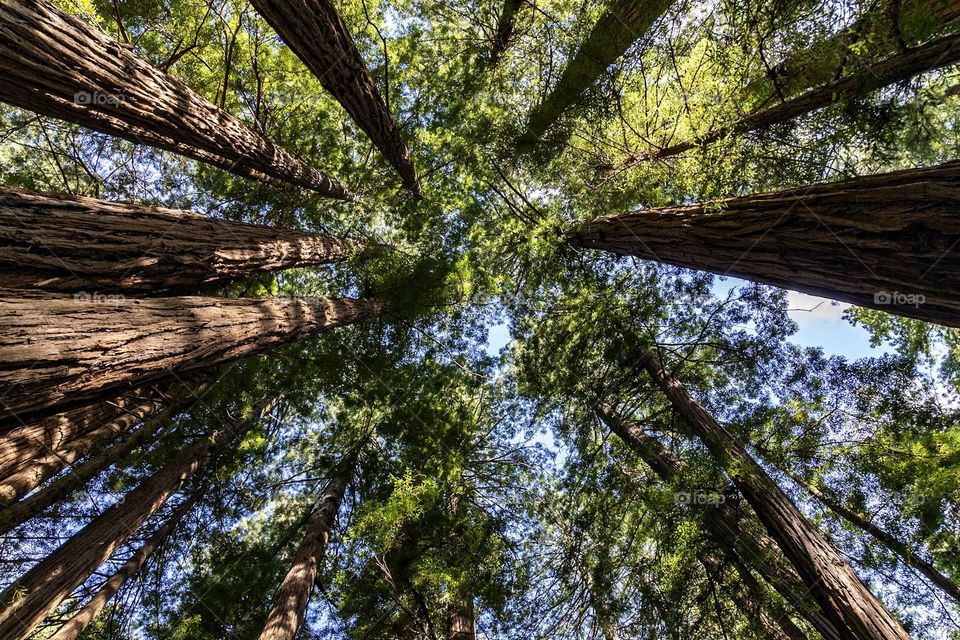 Sky shot of Redwood trees that shows greenery and blue sky.