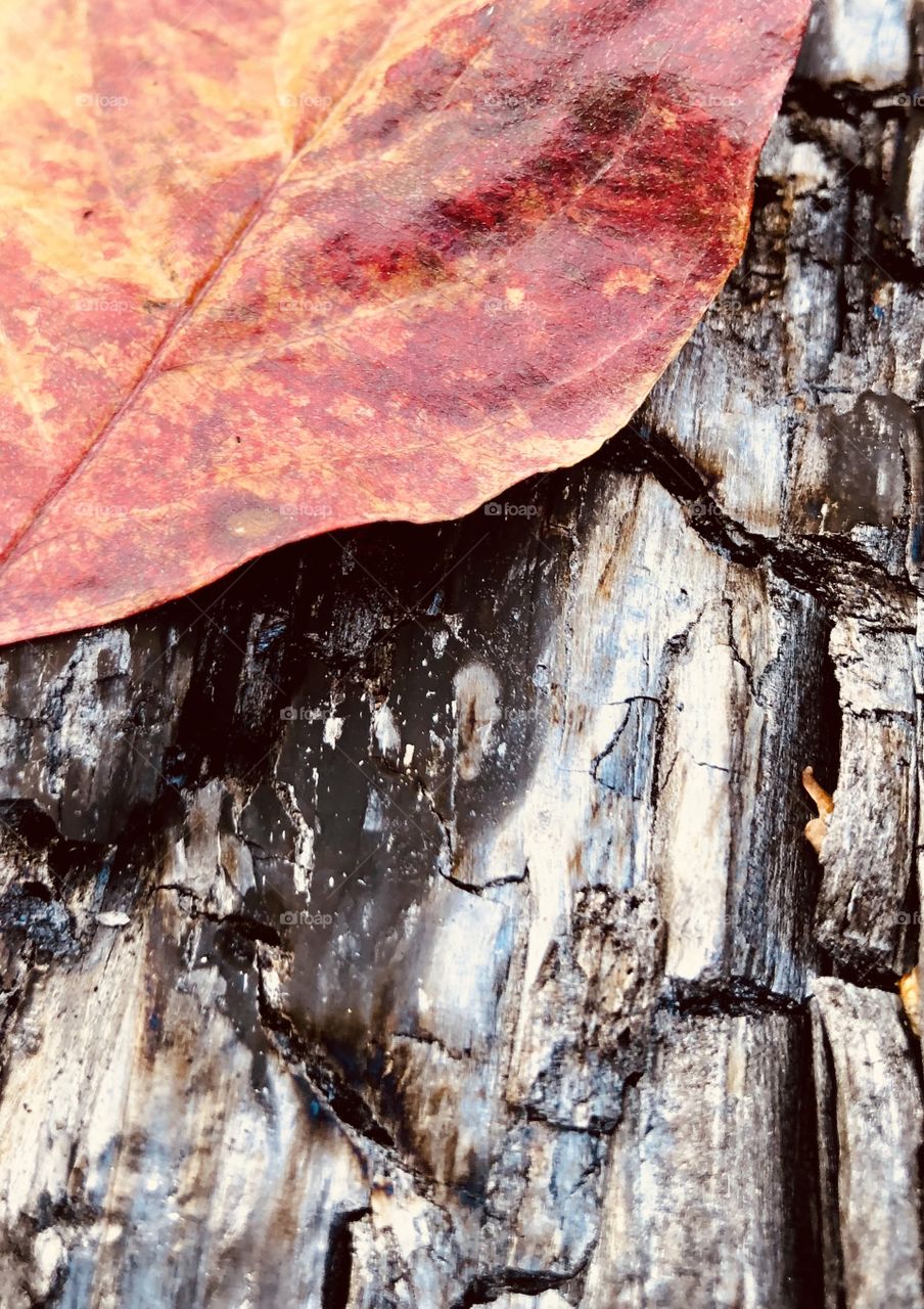 A charcoaled log and leaf. 
