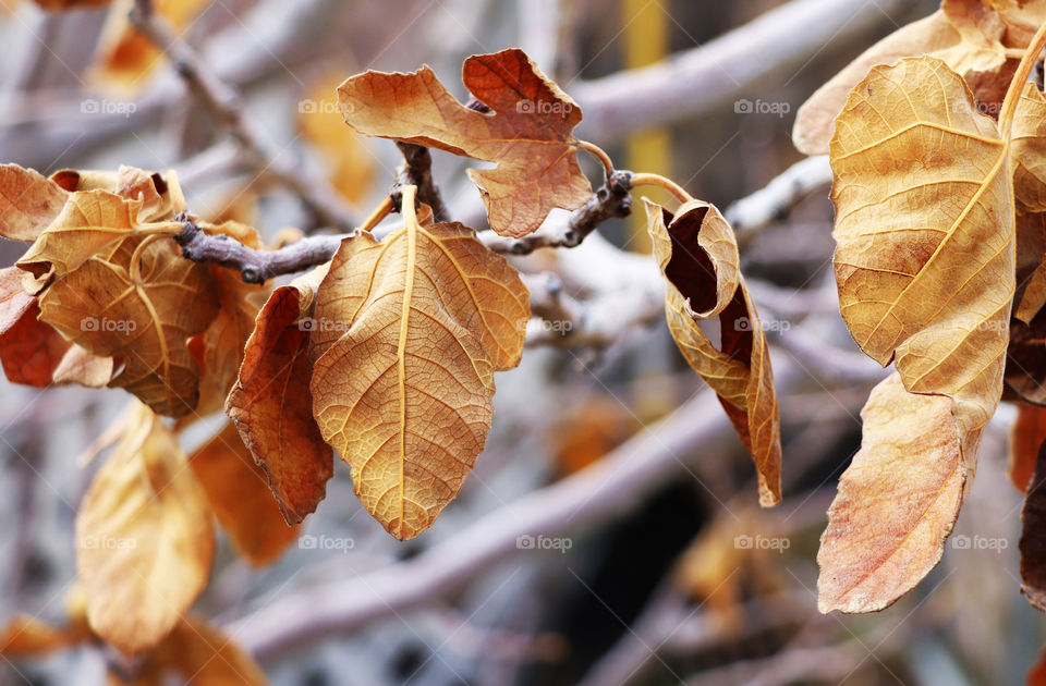 Fall leaves in October