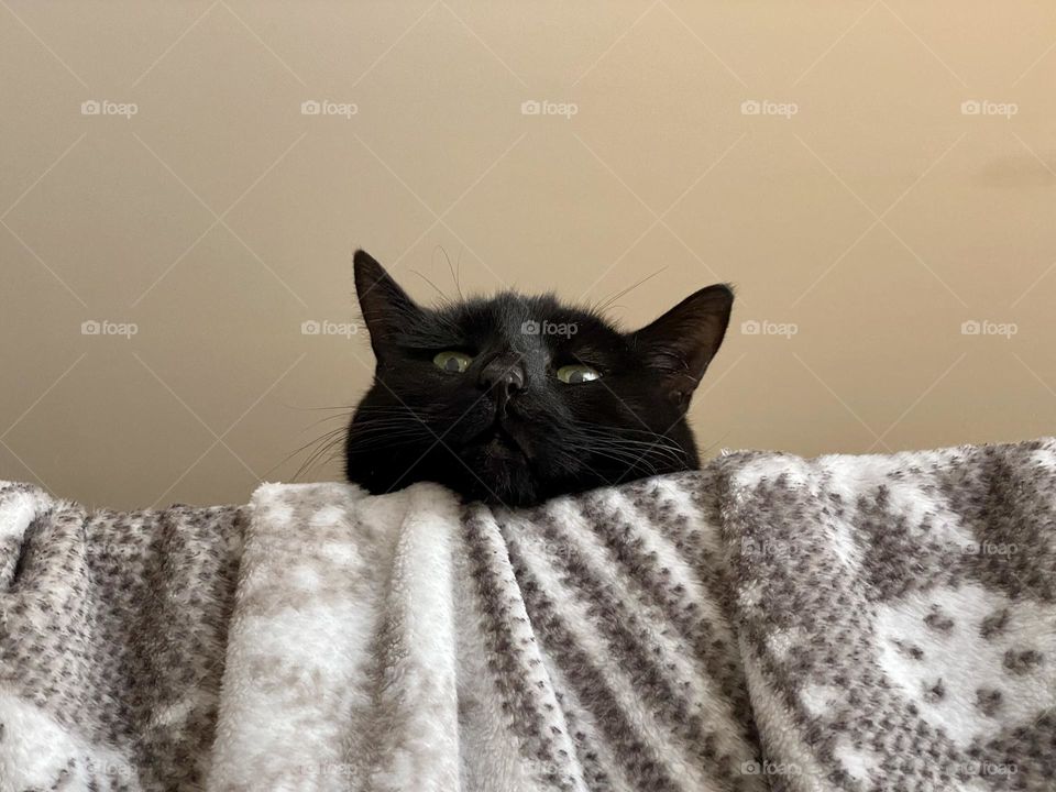 A black cat peering over a railing