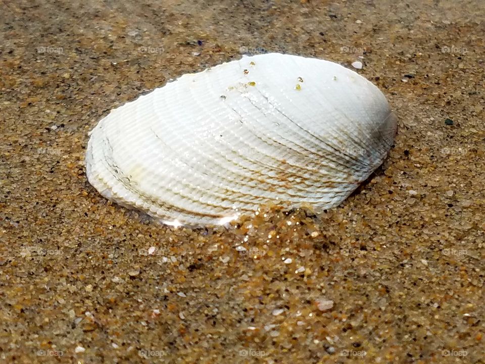 Seashell